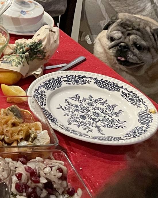 mopsy mopsiki Zazie KUmok Miszur Czuczu