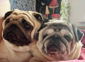 mopsi foto-bałagan przedwiosenny