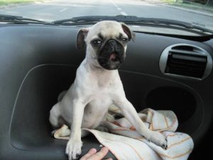 Kumok jedzie z wizytą do Cioci