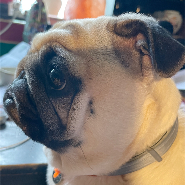 Czuczu mops mopsik pugs mopsiki Zazie