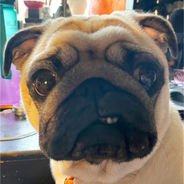 Czuczu mops mopsik pugs mopsiki Zazie