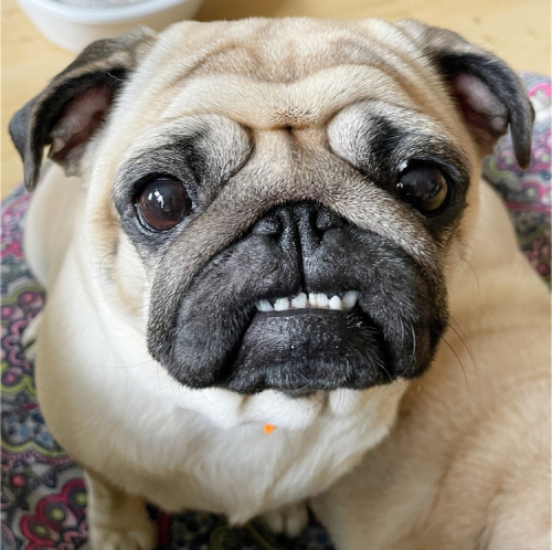 Czuczu mops mopsik pugs mopsiki Zazie