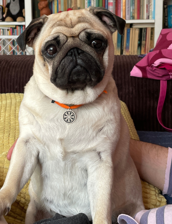 Czuczu mops mopsik pugs mopsiki Zazie