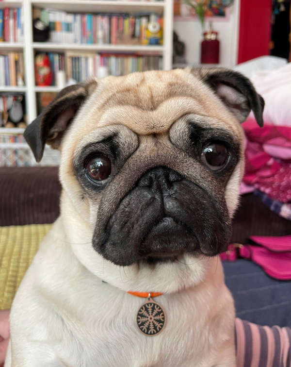 Czuczu mops mopsik pugs mopsiki Zazie