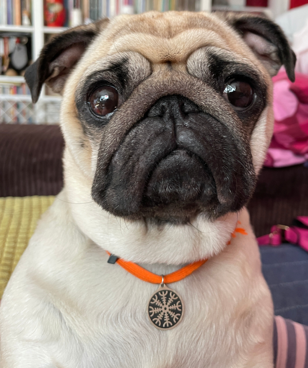 Czuczu mops mopsik pugs mopsiki Zazie