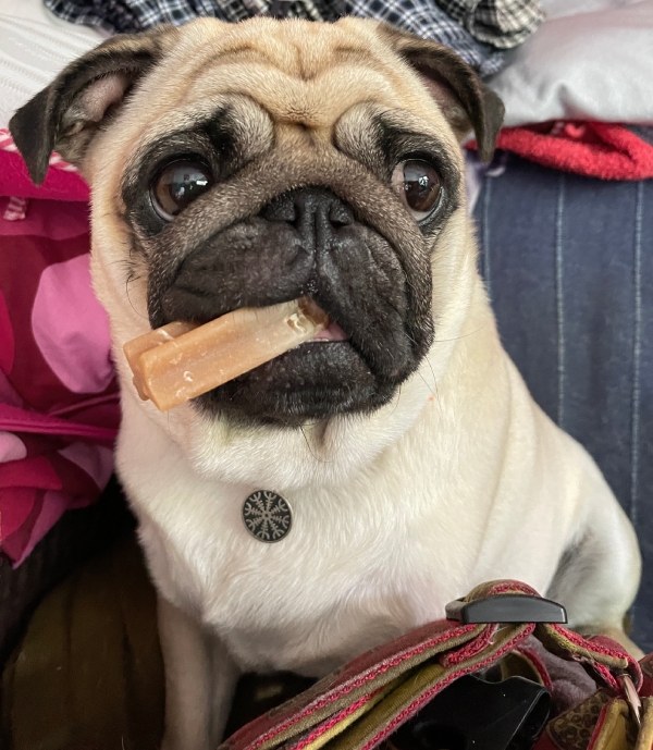 Czuczu mops mopsik pugs mopsiki Zazie