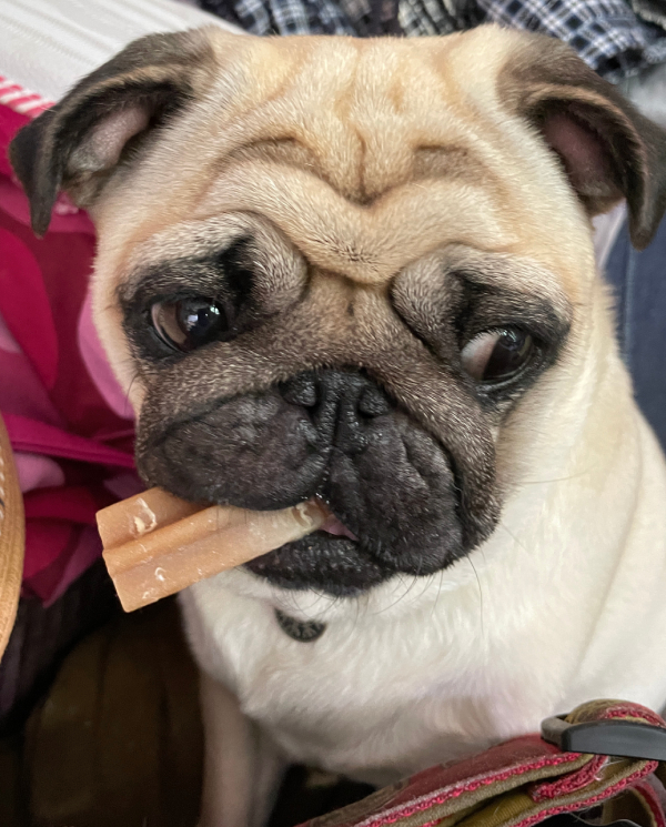 Czuczu mops mopsik pugs mopsiki Zazie