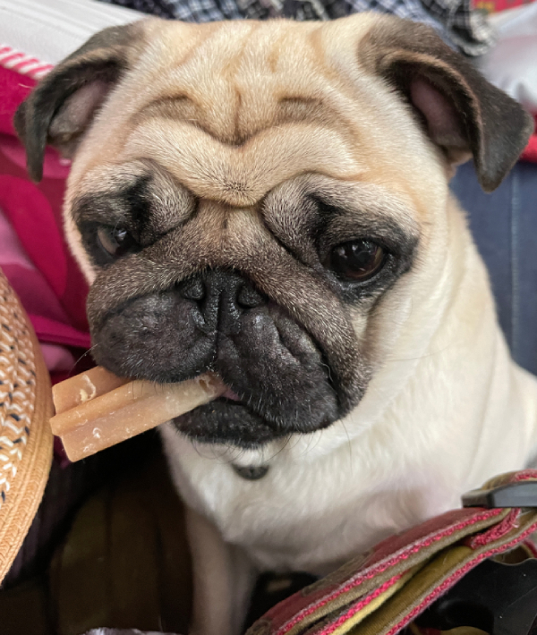 Czuczu mops mopsik pugs mopsiki Zazie