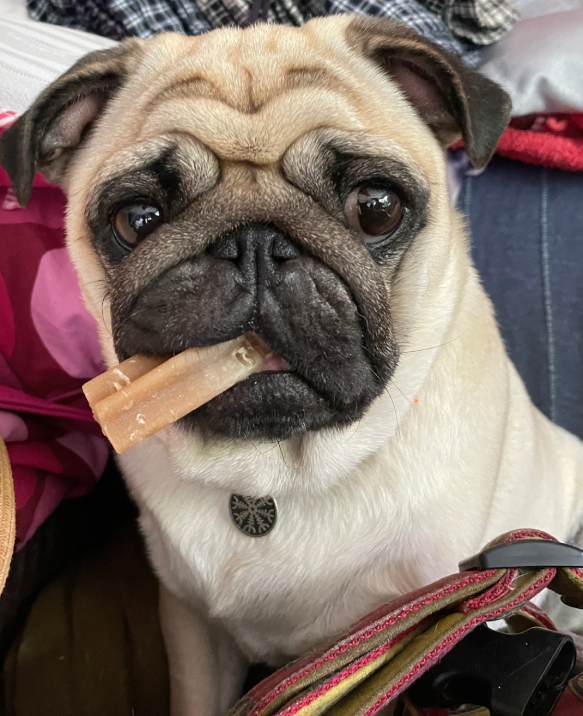 Czuczu mops mopsik pugs mopsiki Zazie