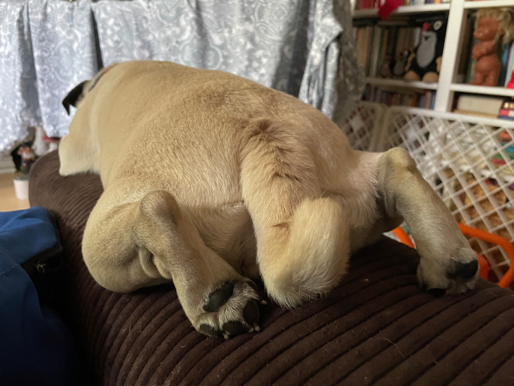 Czuczu mops mopsik pugs mopsiki Zazie