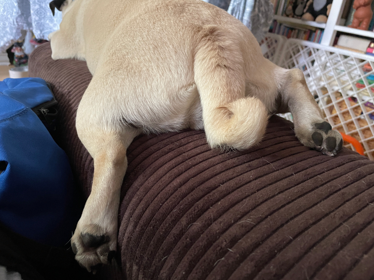 Czuczu mops mopsik pugs mopsiki Zazie