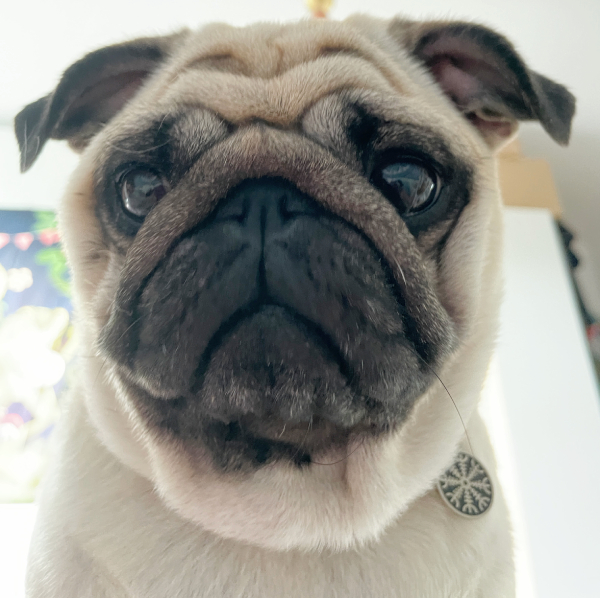 Czuczu mops mopsik mopsiczka Zazie