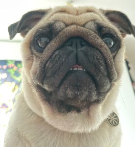 mały, gruby i mięciutki budzik na czterech nóżkach