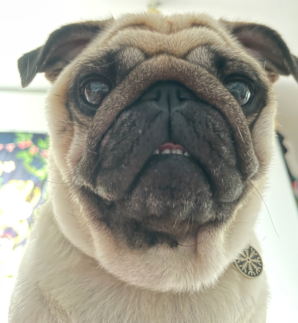 Czuczu mops mopsik mopsiczka Zazie