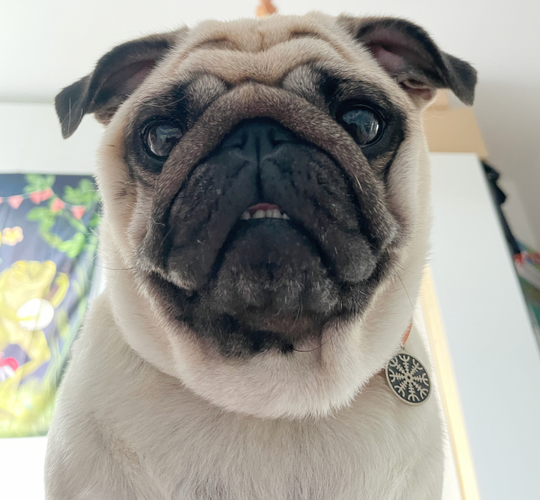 Czuczu mops mopsik mopsiczka Zazie