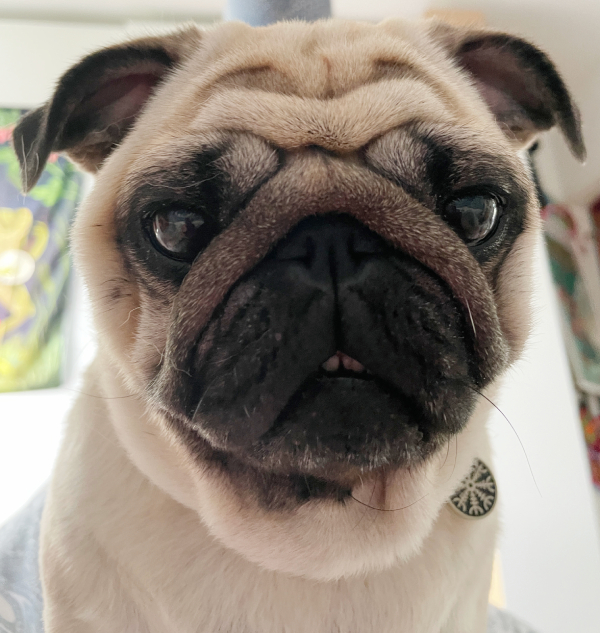 Czuczu mops mopsik mopsiczka Zazie