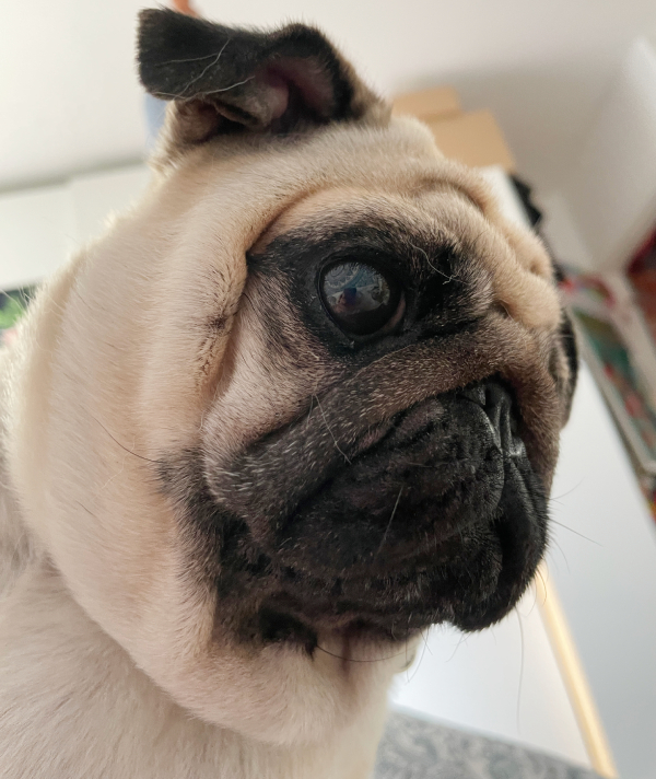 Czuczu mops mopsik mopsiczka Zazie