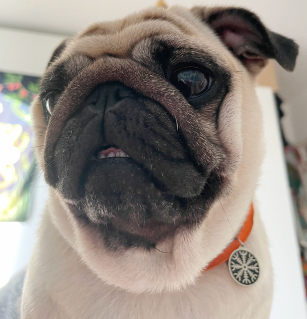 Czuczu mops mopsik mopsiczka Zazie