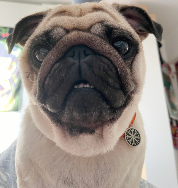 Czuczu mops mopsik mopsiczka Zazie