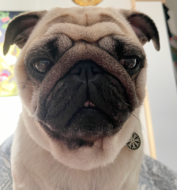 Czuczu mops mopsik mopsiczka Zazie