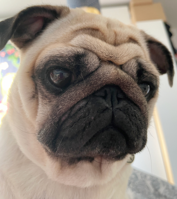 Czuczu mops mopsik mopsiczka Zazie