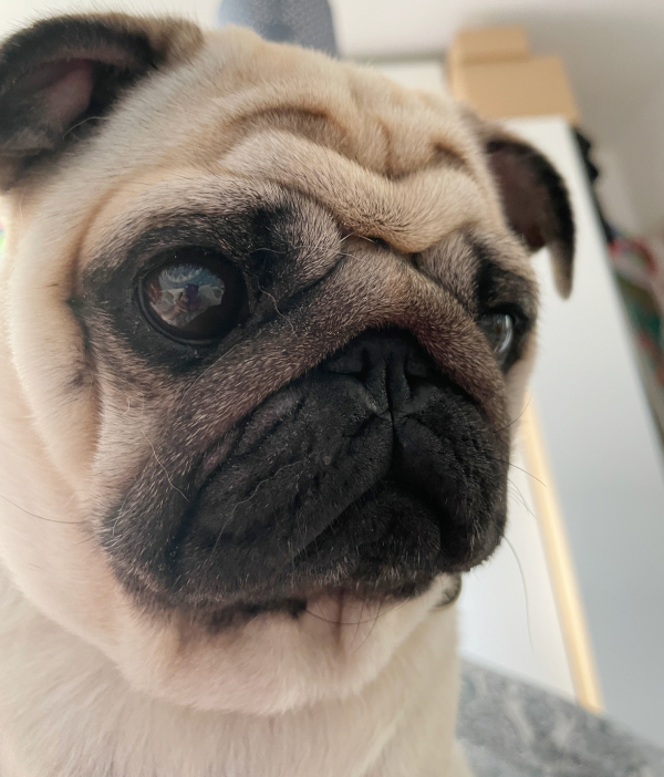 Czuczu mops mopsik mopsiczka Zazie