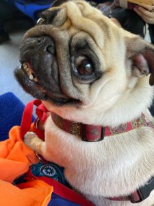 mały grubiutki okaz mopsiego zdrowia