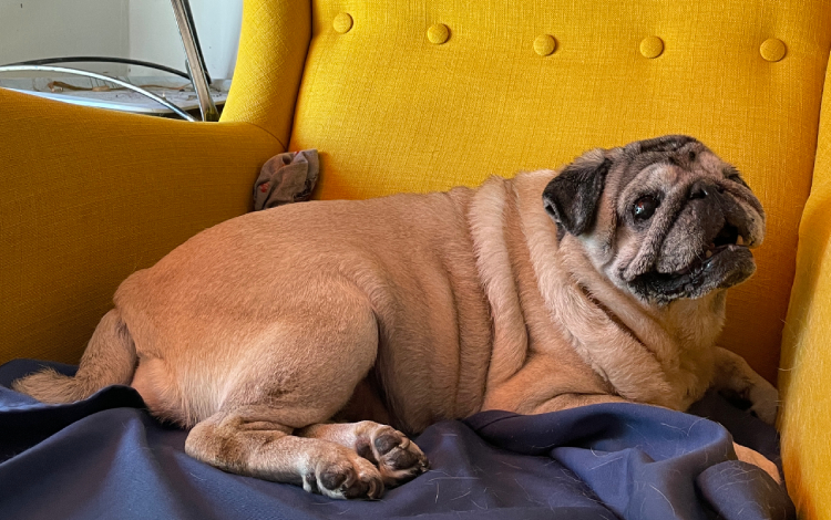 Miś Miszur Miszurek mops mopsik