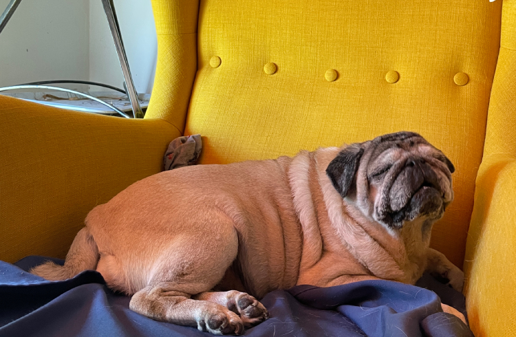 Miś Miszur Miszurek mops mopsik