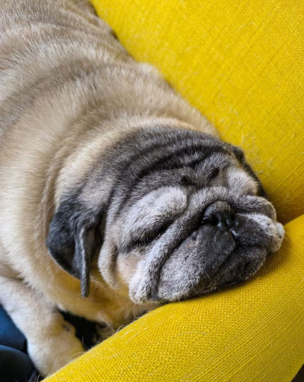 Miś Miszur Miszurek mops mopsik