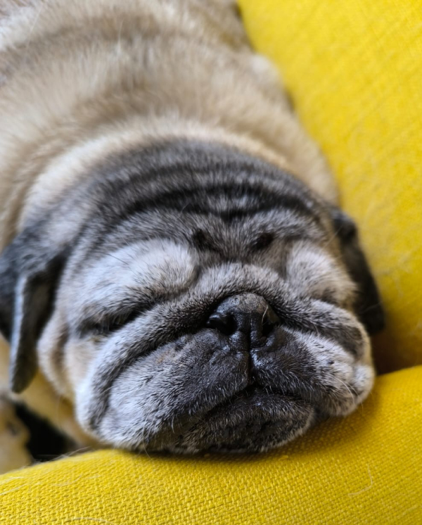 Miś Miszur Miszurek mops mopsik