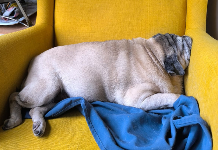 Miś Miszur Miszurek mops mopsik