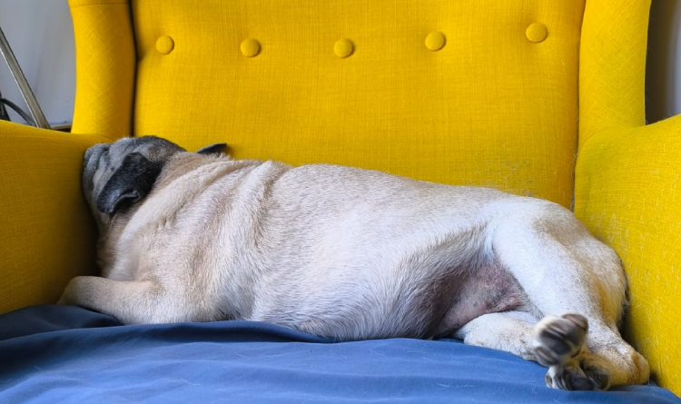 Miś Miszur Miszurek mops mopsik