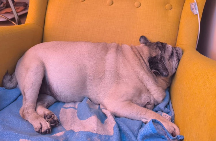 Miś Miszur Miszurek mops mopsik