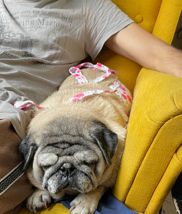 Miś Miszur Miszurek mops mopsik