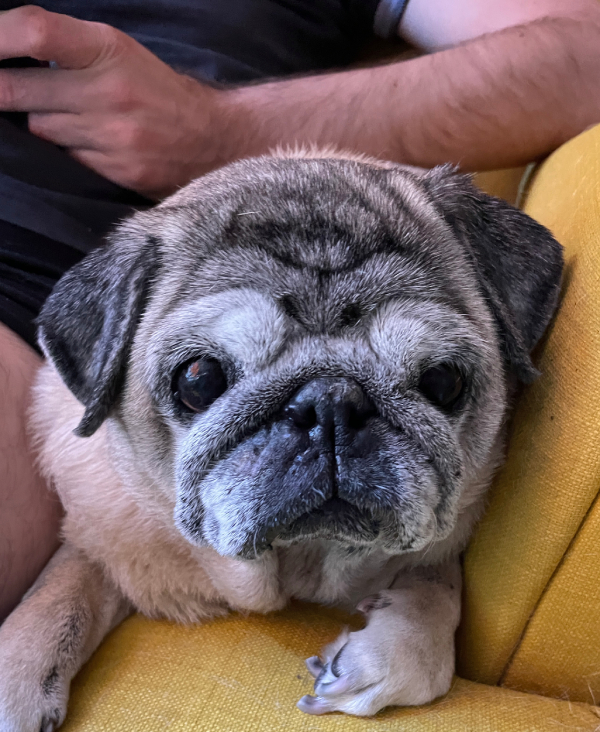 Miś Miszur Miszurek mops mopsik