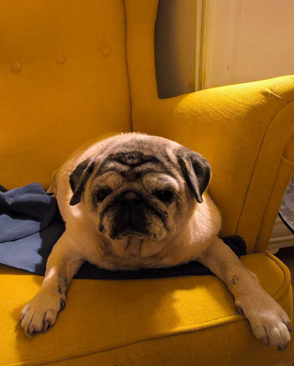 Miś Miszur Miszurek mops mopsik