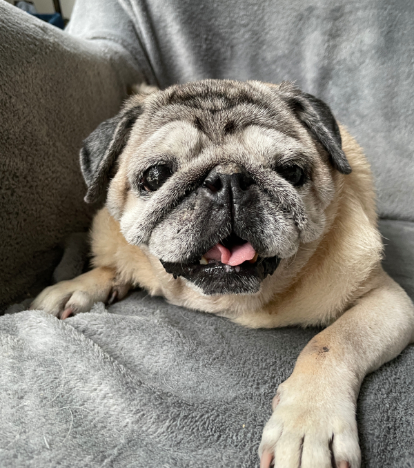 Miś Miszur Miszurek mops mopsik