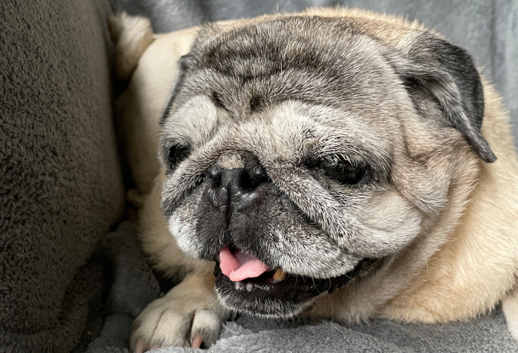 Miś Miszur Miszurek mops mopsik