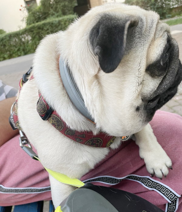 Małe Czuczu mops mopsik Zazie