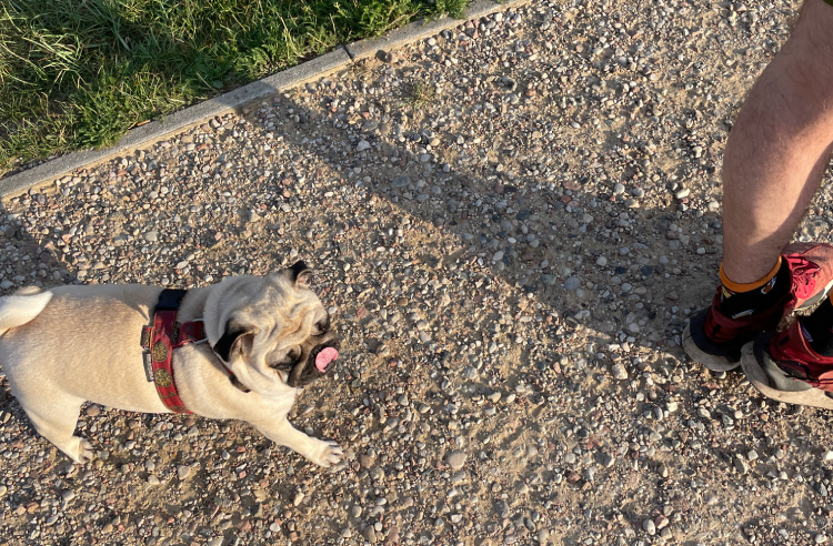 Małe Czuczu mops mopsik Zazie