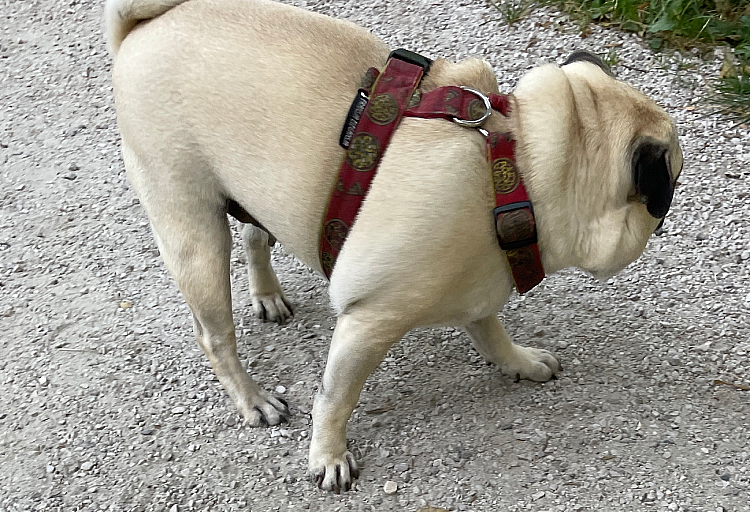 Małe Czuczu mops mopsik Zazie