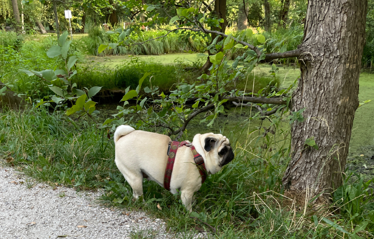 Małe Czuczu mops mopsik Zazie