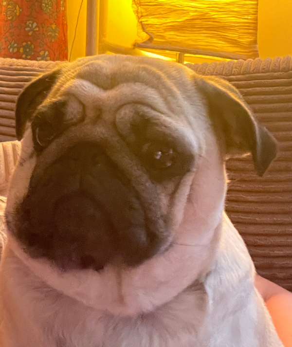 Małe Czuczu mops mopsik Zazie