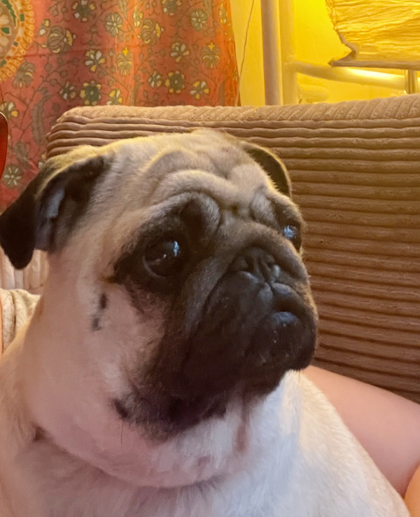 Małe Czuczu mops mopsik Zazie