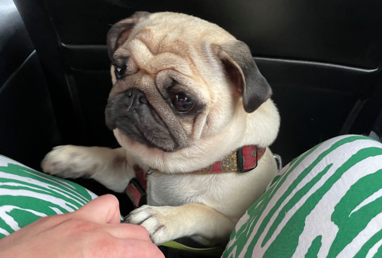 Małe Czuczu mops mopsik Zazie