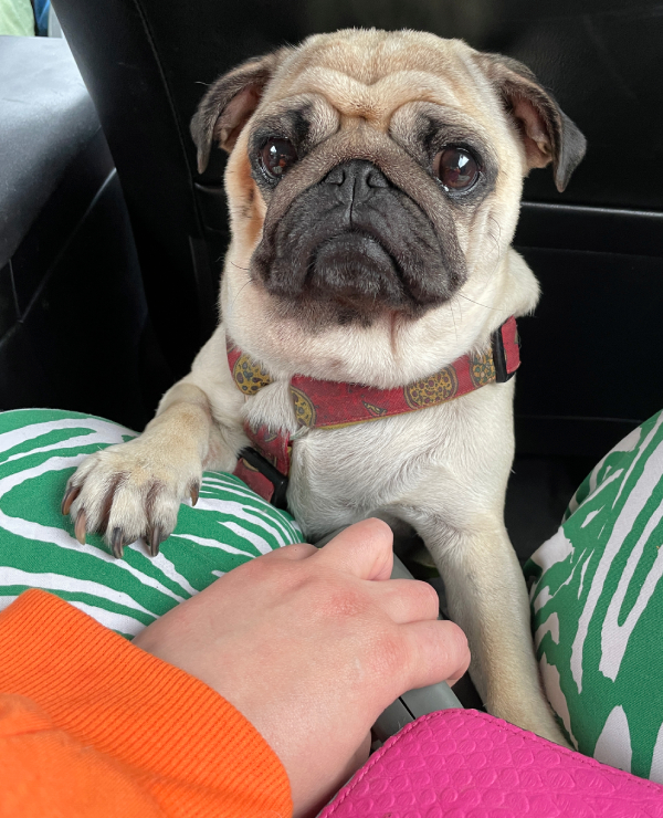 Małe Czuczu mops mopsik Zazie