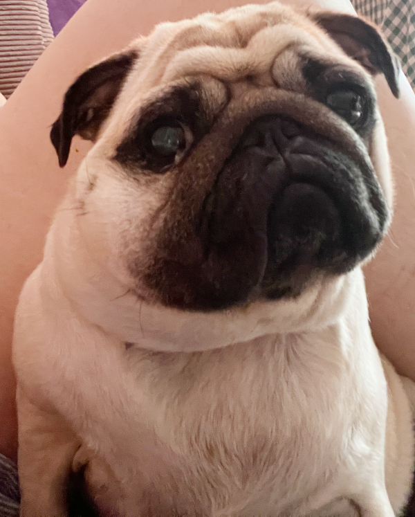 Małe Czuczu mops mopsik Zazie