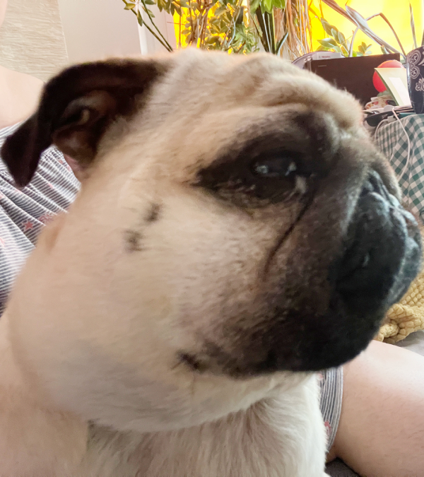 Małe Czuczu mops mopsik Zazie