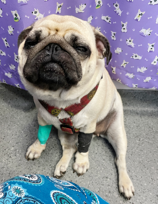 Małe Czuczu mops mopsik Zazie